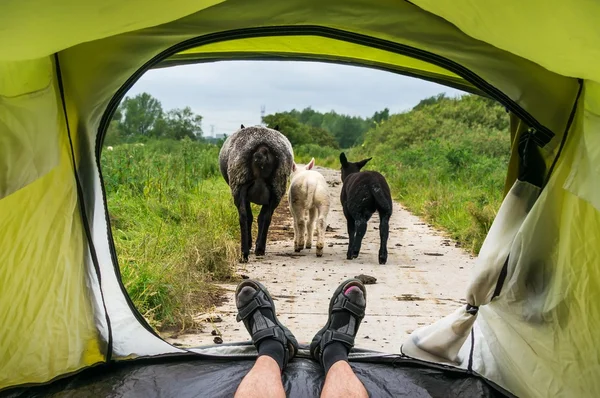 Vue de l'intérieur d'une tente sur les moutons et la route sale — Photo