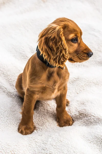 Inglés cocker spaniel cachorro aislado en blanco manta — Foto de Stock