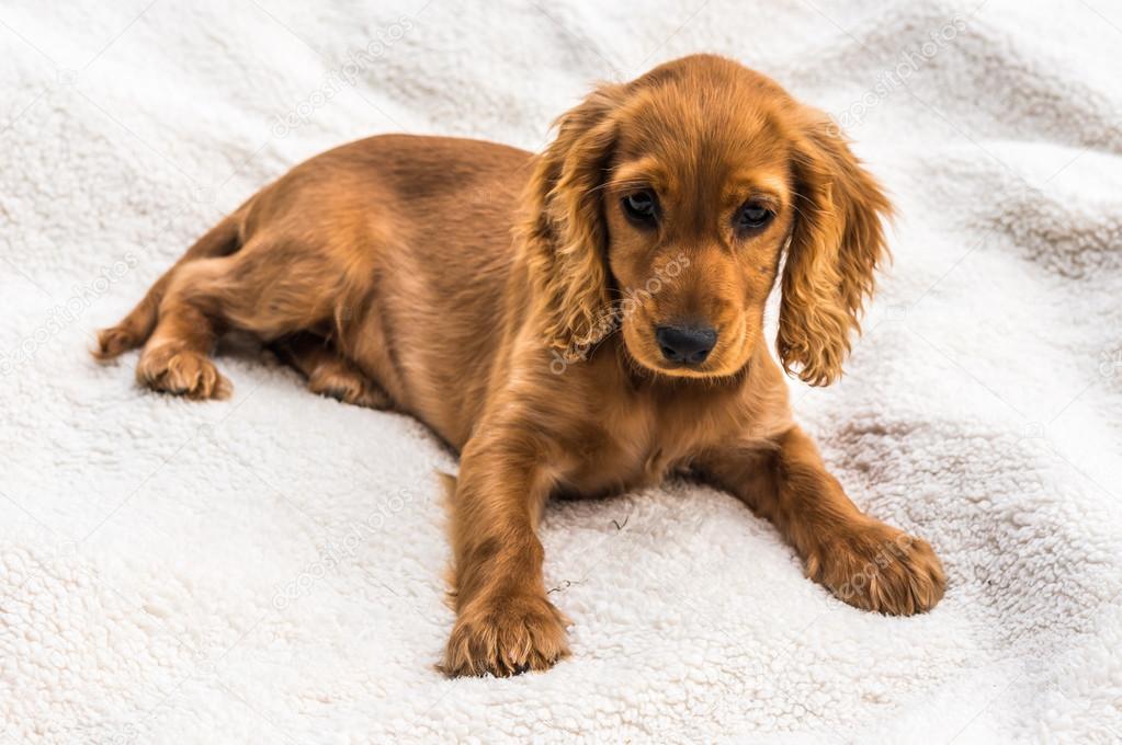 cocker spaniel valp