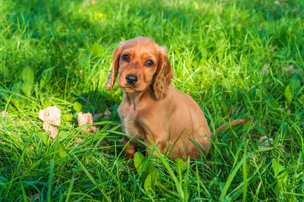 Inglês cocker spaniel filhote de cachorro sentado na grama — Fotografia de Stock