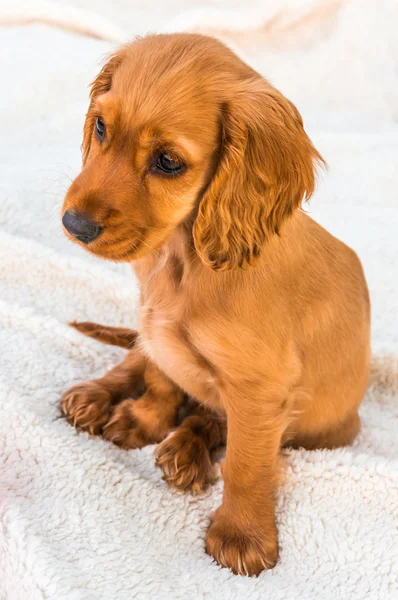 Английский кокер-спаниель щенок сидит на одеяле — стоковое фото