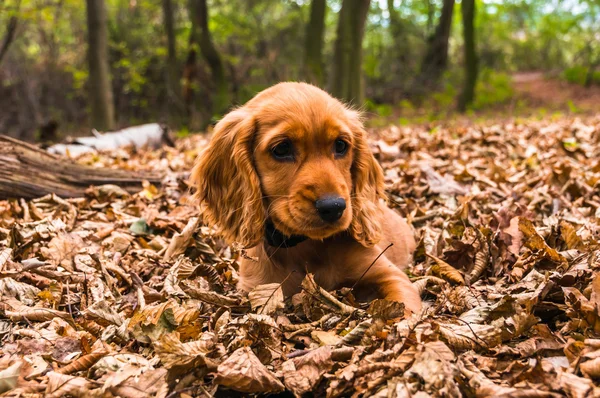 Inglés cocker spaniel cachorro mintiendo sobre las hojas caídas —  Fotos de Stock