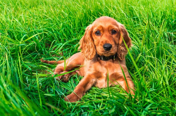 Inglés cocker spaniel cachorro acostado en la hierba —  Fotos de Stock