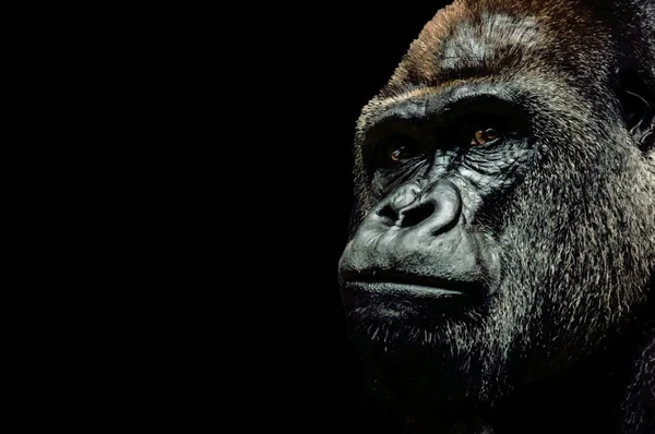 Portrait of a Gorilla — Stock Photo, Image