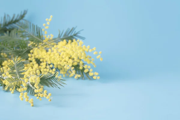 Primavera amarelo flor mimosa no fundo liso azul fotos, imagens de ©  AndreyCherkasov #101853200