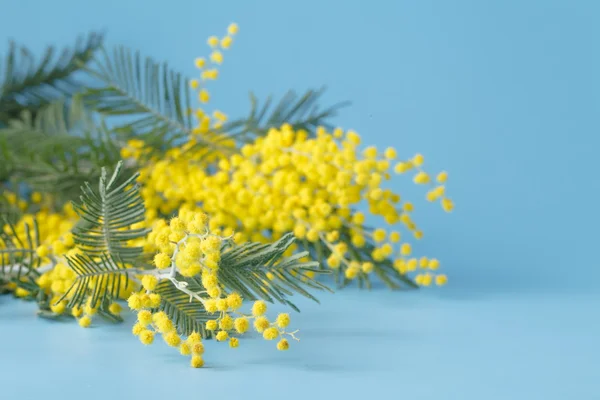 Primavera amarelo flor mimosa no fundo liso azul fotos, imagens de ©  AndreyCherkasov #101853200