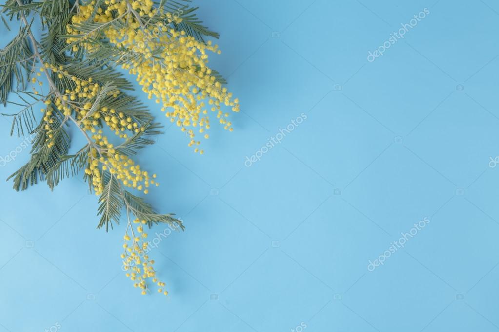 Primavera amarelo flor mimosa no fundo liso azul fotos, imagens de ©  AndreyCherkasov #101853200
