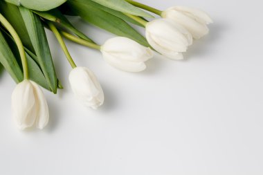 Beyaz güzel beyaz laleler