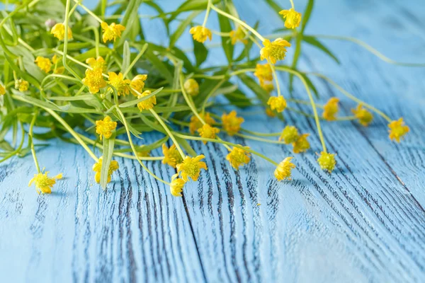 Jarní květinové pozadí žluté blatouchy na modré — Stock fotografie