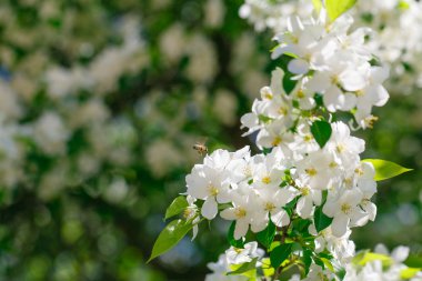 İlkbaharda açan elma dalı.