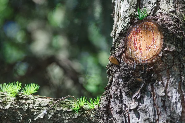 Superficie de la resina de corteza de árbol —  Fotos de Stock