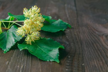 Ihlamur çiçeği yeşil yaprak