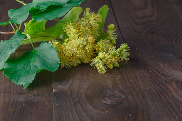 Lindenblüte und Laub — Stockfoto