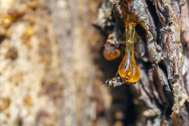 Solid amber resin drops on a tree trunk. clipart