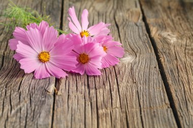 papatyalar ahşap bir podyum üzerinde yalan. Yaz sahne