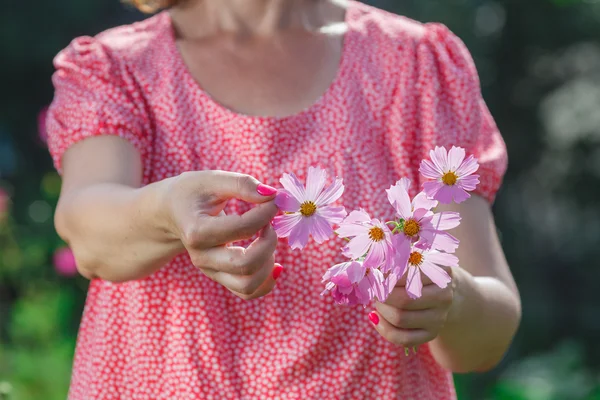 女性の手で美しいコスモスの花 — ストック写真