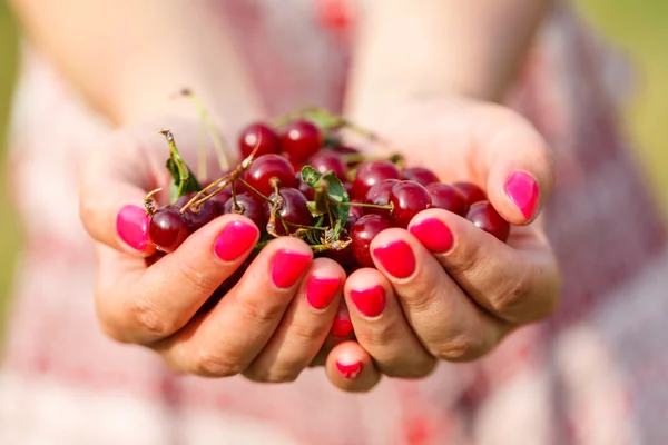 Poignée de cerises dans les mains de la femme — Photo