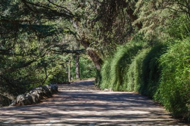 Güzel yeşil çam ormanı güneşli kiriş