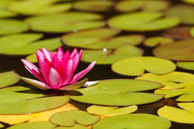 Bahçe gölet nilüfer