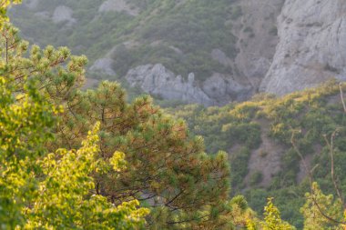 Dağ. Güzel dağ manzarası