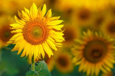 Güneş Çiçekleri güneşli bir günde bir sürü