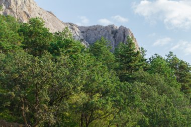 Dağlarda dağ Çam keseböceği ile iç içe  