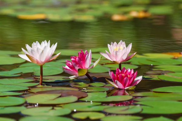 Waterlily no lago de jardim — Fotografia de Stock