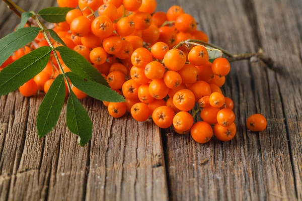 Bunch of red rowan with green leaves — Stock Photo, Image