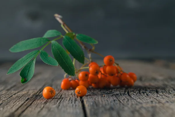 Rowanberry on the wooden table — Stock Photo, Image