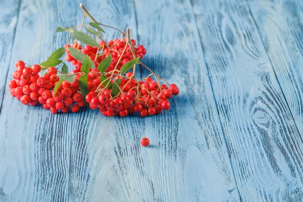 Rowan berries on a blue background. Place for text — Stock Photo, Image