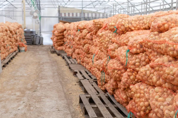 Onion packed in the hall ready for shipment