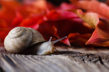 Yıpranmış masada büyük spail