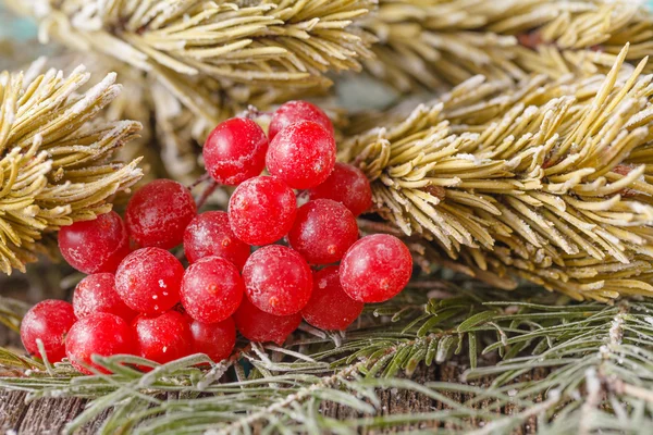 Frozen berry with frozen pine tree — Stock Photo, Image