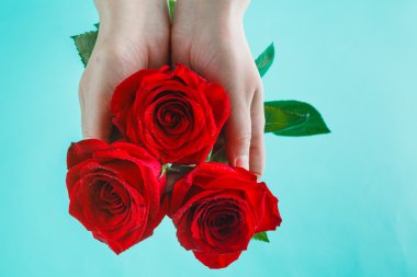 Erkek aquamarine üzerinde kırmızı gül tutan eller