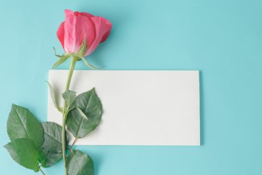 gül pembe ve beyaz o