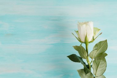 ahşap arka plan üzerinde yeşil beyaz gül yaprakları