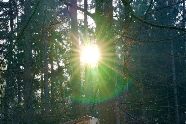 Bright morning sun in the forest at Zurich, Switzerland.