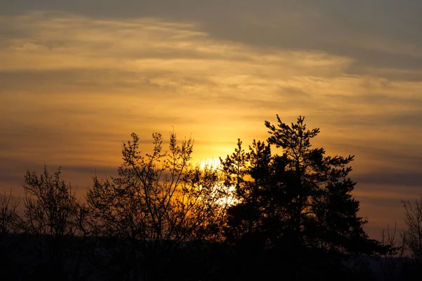 Trees at sunrise with orange sun in the background. Photo taken April 1st, 2021, Zurich, Switzerland.