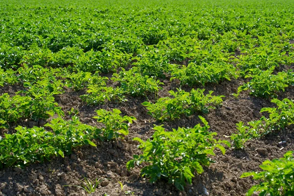 Symmetrische Kartoffelpflanzenfelder Einem Sonnigen Sommertag Foto Vom Juni 2021 Payerne — Stockfoto