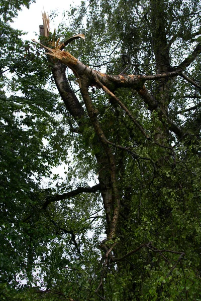 Árboles Ramas Destrozados Después Una Fuerte Tormenta Nocturna Verano Ciudad —  Fotos de Stock