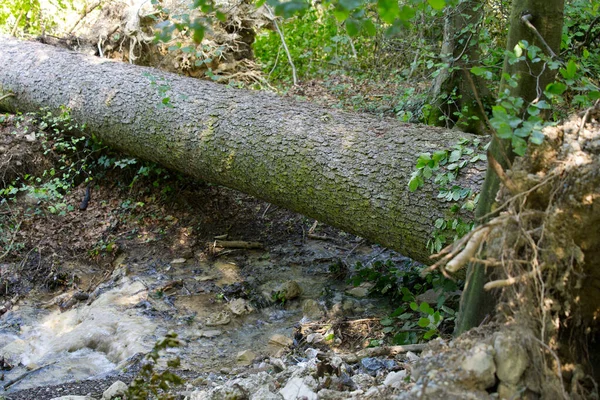 Árboles Ramas Rotos Destrozados Después Una Fuerte Tormenta Eléctrica Zrich —  Fotos de Stock