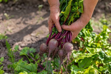Çiftçi Bahçe Topraklarında Taze Pancarlar Tutuyor. Toprak ve yeşilliklerle yeni toplanmış pancarları tutan eller organik bahçeleri ve sağlıklı ev yemeklerini sembolize ediyor.
