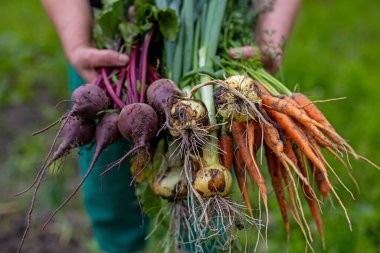 Taze pancar, havuç ve soğan hasadı. Rengarenk sebze, pancar, havuç ve organik bahçeden taze soğan toplayan elleri.