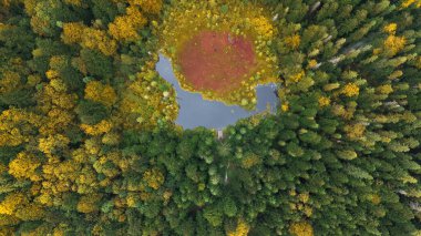 Drone view of forest pond in fall season. Aerial image of a small forest pond surrounded by colorful autumn trees, with a visible dock and a red-tinged marsh center