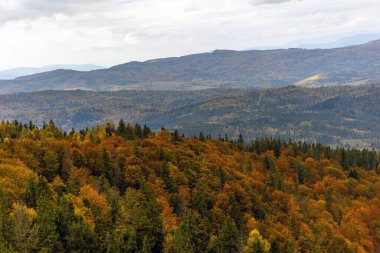 Sonbaharda renkli dağ ormanları. Canlı sonbahar yapraklı battaniyeler bulutlu bir gökyüzünün altında orman dağlarını yuvarlıyor, yukarıdan manzaralı bir mevsim manzarası sergiliyor.