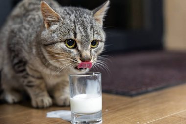 Süt bardağının yanında dudak yalayan sevimli tekir kedi. Şirin bir tekir kedi, kapalı bir yerdeki küçük bir bardaktan süt içtikten sonra dudaklarını yalıyor.