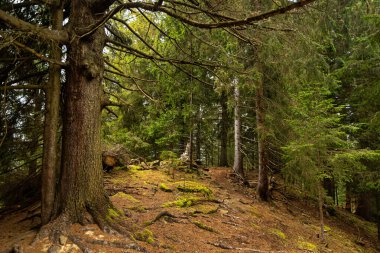 Yosun tutmuş çam ormanları, kökleri açıkta. Yoğun kozalaklı orman, yosun kaplı zemin, ağaç kökleri ve uzun çam ve köknar ağaçları arasında dolanan dar toprak yol.