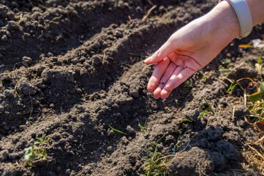 Bahçeye tohum ekiyorum. Bir elin yakın çekimi, küçük tohumları bahçeye bırakarak, bahar ekimini, ev bahçesini ve dikkatli ekme çalışmalarını gösteriyor.