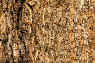 Kaba ağaç kabuğunun yakın çekim dokusu. Çatlak ağaç kabuğunun detaylı makro görüntüsü doğal desenler, toprak renkleri ve orman gövdesi üzerindeki sert yüzey dokusu.