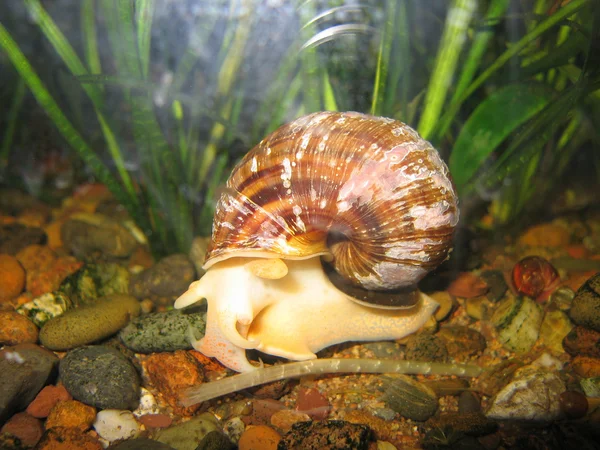 Büyük salyangoz Ampulyarii içinde belgili tanımlık akvaryum.